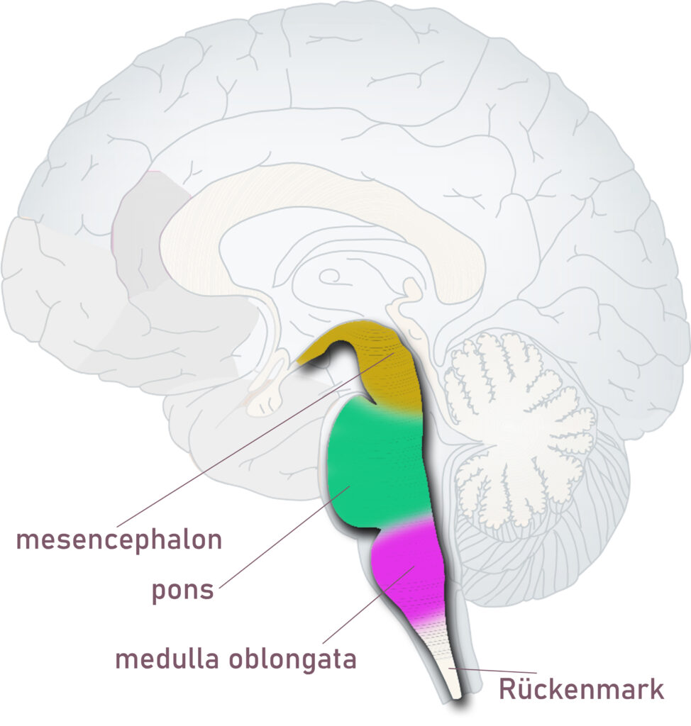 Illustration eines menschlichen Hirnstamms in Seitenansicht